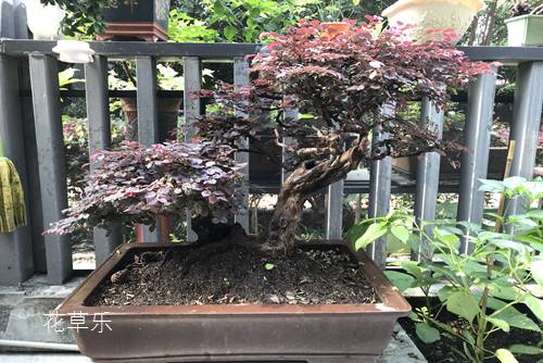 炙麻黄及禁忌被窝电影久久九九电影网，古老草药的神奇力量与潜在禁忌