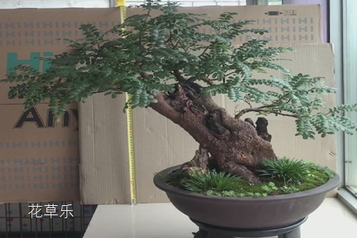 适马镜头晃动青椒国产97在线日本，揭秘高端摄影中的动态艺术与技术挑战